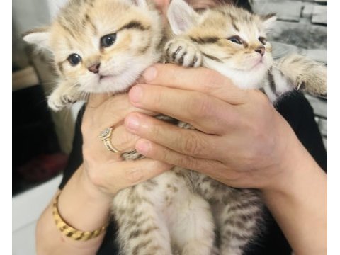 British shorthair yavrular