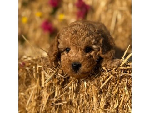 Toy poodle bebekler - sun kennels üretim çiftliği'nden