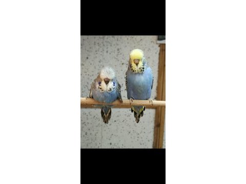 Show muhabbet kuşları