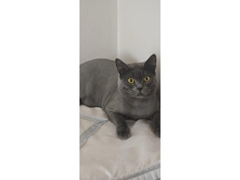 Kedi cinsiyet british