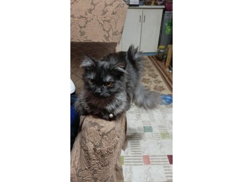 British longhair kedim