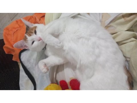 1 yaşında dişi beyaz tekir kedicik