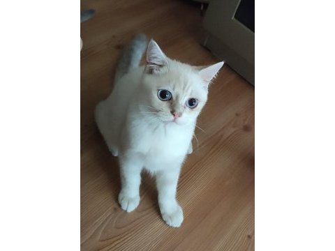 Safkan british shorthair