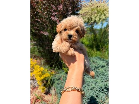 Kore maltipoo yavrular