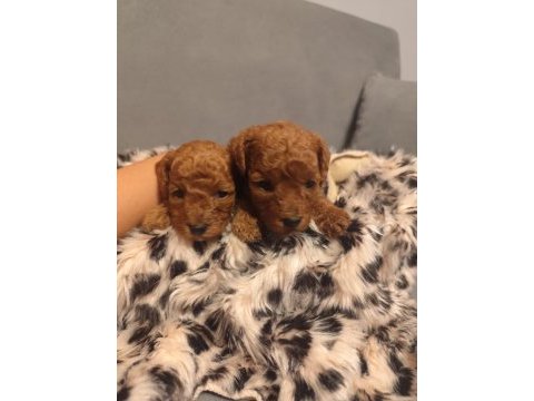 Toy poodle bebişler