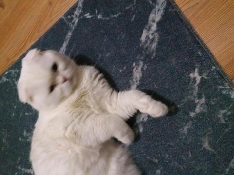 Scottish fold kızımıza yuva aile ariyoruz
