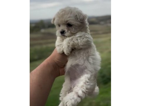 Maltipoo bebekler