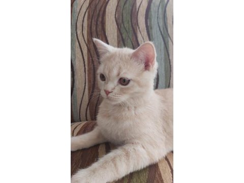 Scottish straight uysal kedi
