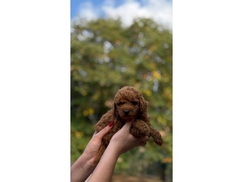 Redbrown toypoodle 