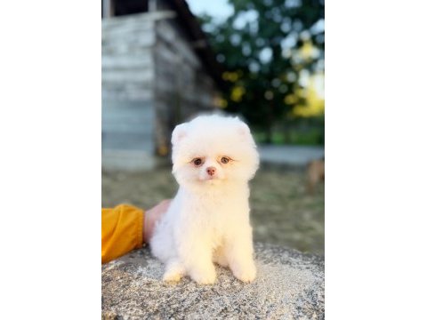 Micro teacup kusursuz karbeyaz pomeranian boo