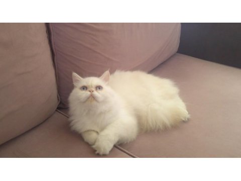 Yakışıklı iran kedisi oğlum