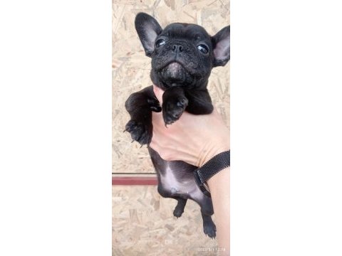 French bulldog kara kuzularım yeni yuvalarına uçmaya hazır