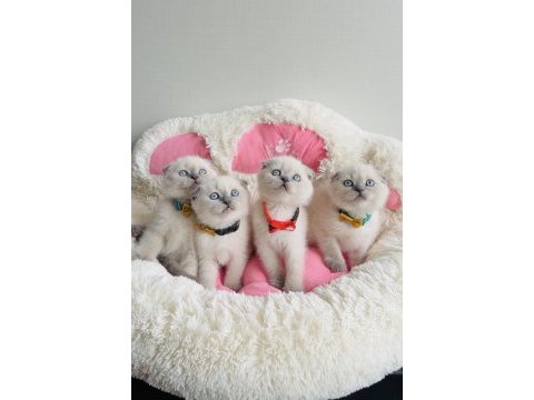 Maviş bluepoınt scotısh fold bebekleirm 
