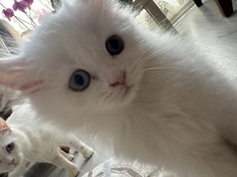 2 aylık satılık british longhair odd eyes
