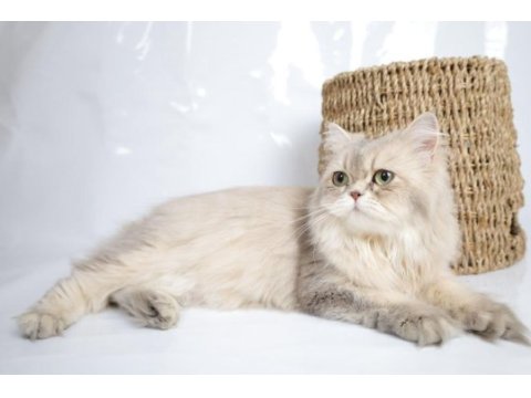 British longhair ay25 dişi