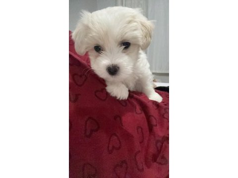 70 günlük yavru maltese terrier erkek