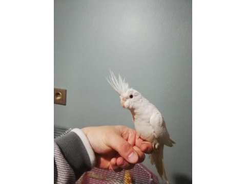 Erkek albino sultan papağanı yavru