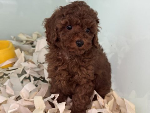 Çok özel çikolata toy poodle yavrularımız