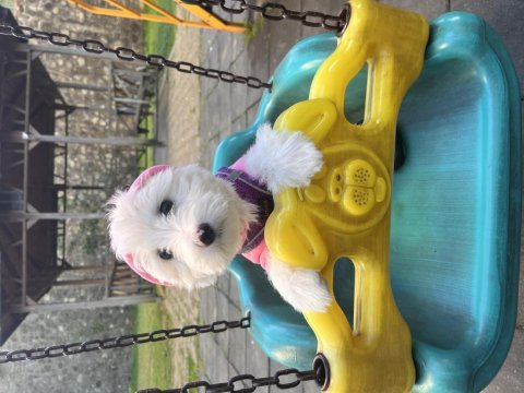 4 aylık maltese terrier