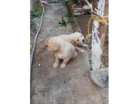 Yazın vazgeçilmez golden retriever meyveleri