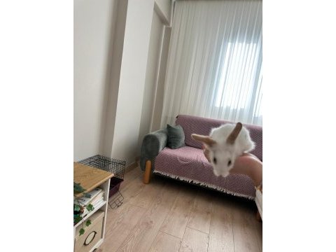 Lop teddy tavşan