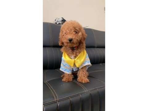 4 aylık toy poodle