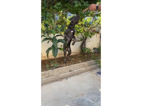 Cane corso 7.5 aylık erkek aşıları karnesi ve chipli