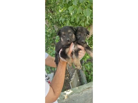 Irk ve sağlık garantili alman çoban köpeği yavrular