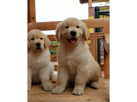 Golden retriever yavrular istenirse kapınıza teslim
