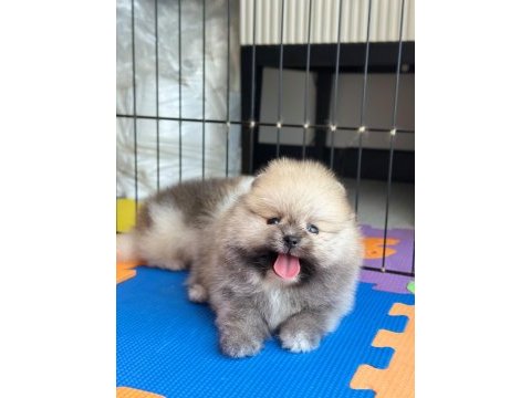 Rezerveye açık erkek pomeranian kardeşler