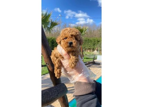 Red brown toy poodle yavruları istanbul