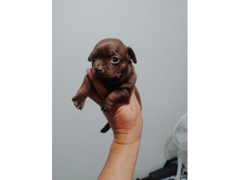 Şivava köpeklerimiz yeni yuvalarını arıyorlar