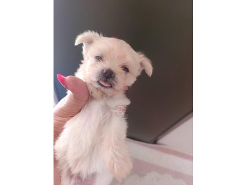 Antalyadan 0 numara safkan maltese terrier yavruları