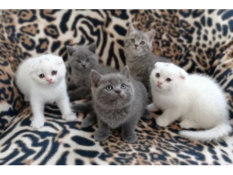 13/05 doğumlu top kafa scottish fold bebişler