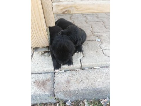 Yavru köpeğimiz