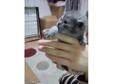 Yeni doğmuş scottish fold yavrular