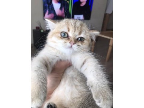 Safkan british shorthair