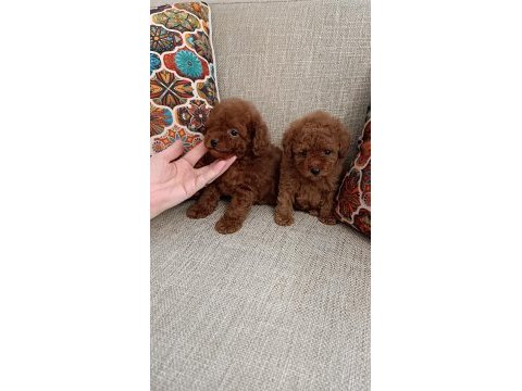 2 erkek 3 dişi poodle
