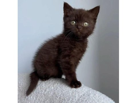 Show dark brown british shorthair yavrular