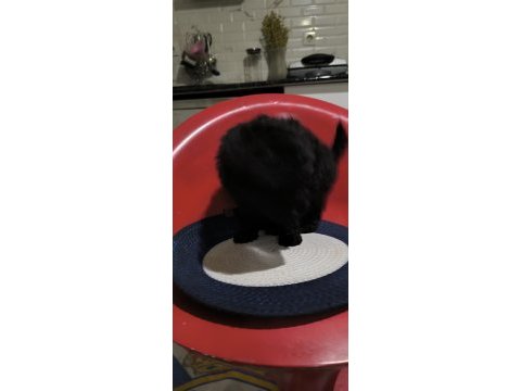 Poodle bebeğim özel renk blec reng