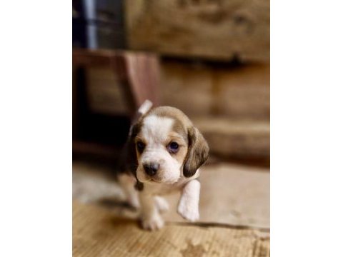 Safkan beagle bebekler