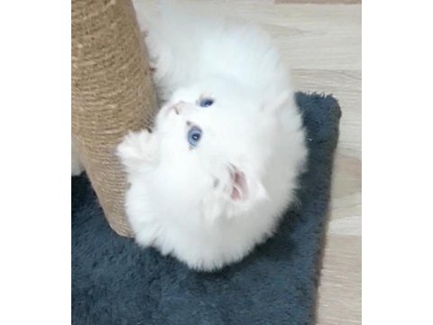 50 günlük british longhair erkek ve dişi yavrular