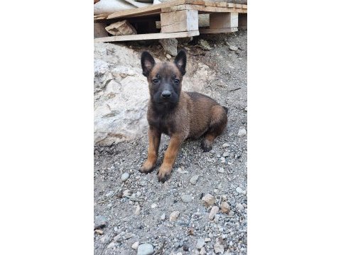 Malinois (belçika kurdu)