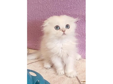Scottish fold dişi