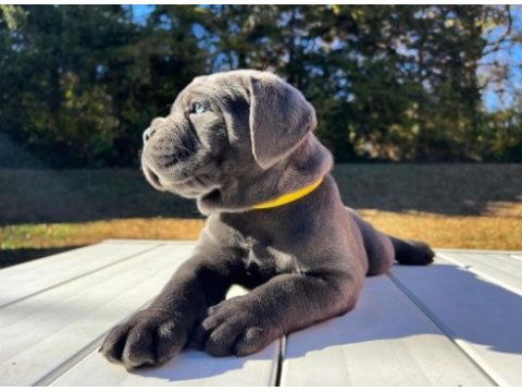 Ev ortamından show kalite cane corso yavrular