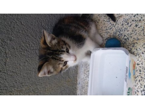 2 aylık kardeş kediler ömürlük yuvalarını arıyor