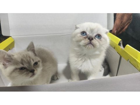 Evimizin yeni neşesi kar topu scottish fold yavruları