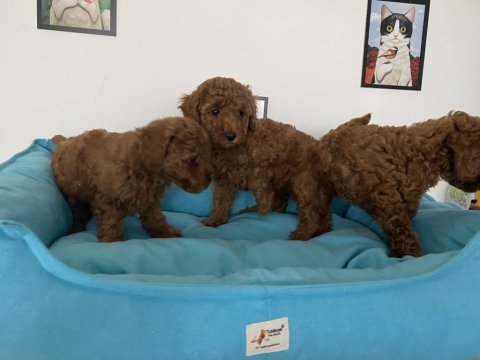 Petmode  köpek çiftliğinde ziyarete açık toy poodle