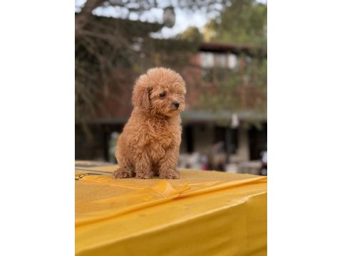Poodle ayarında maltipoo
