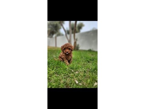 Toy poodle yavrularımız uygun değildir